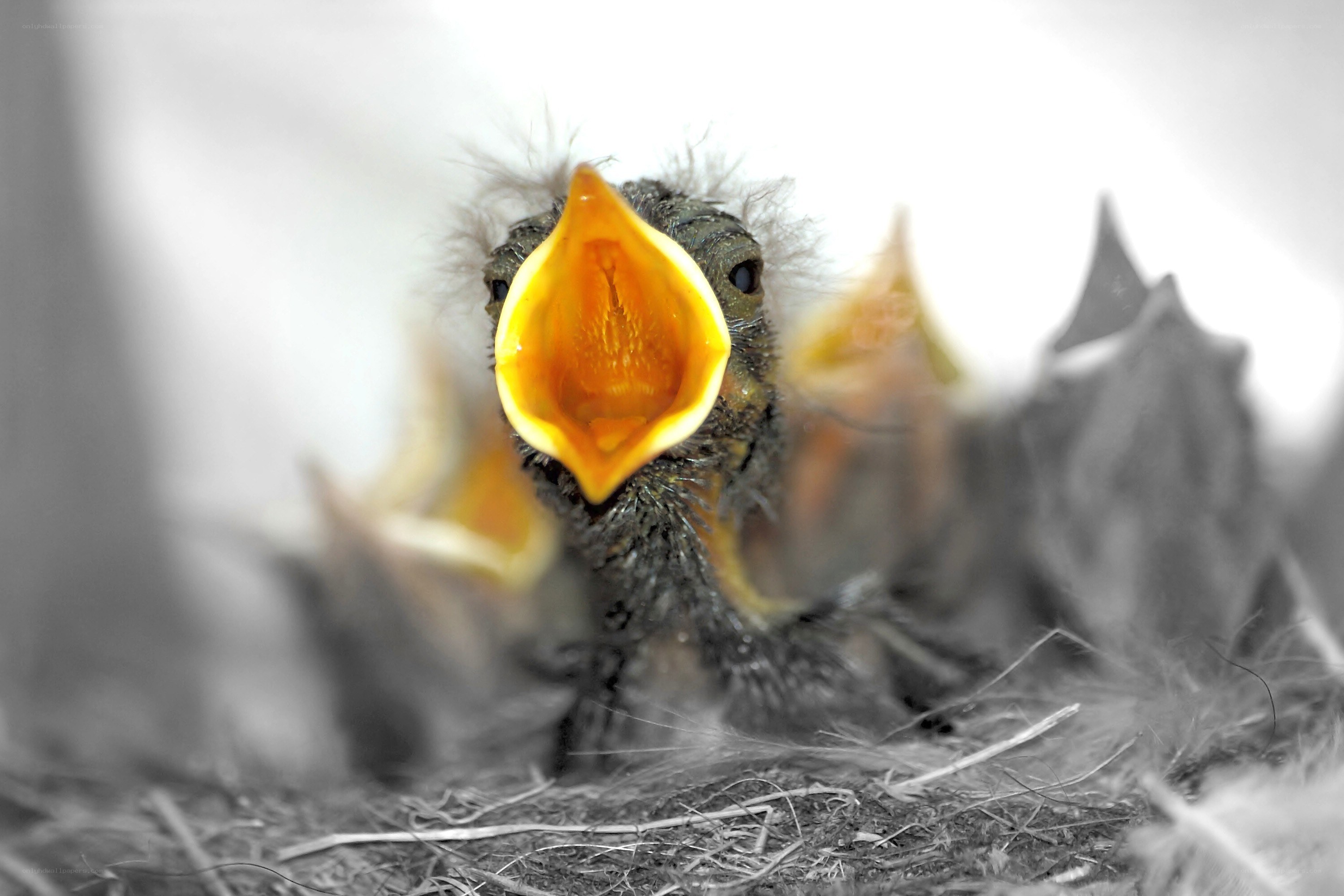 baby bird in nest