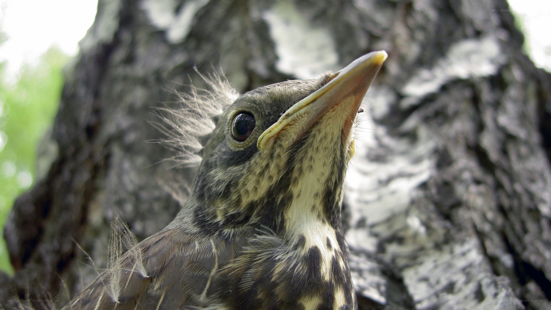 Baby bird in tree nest