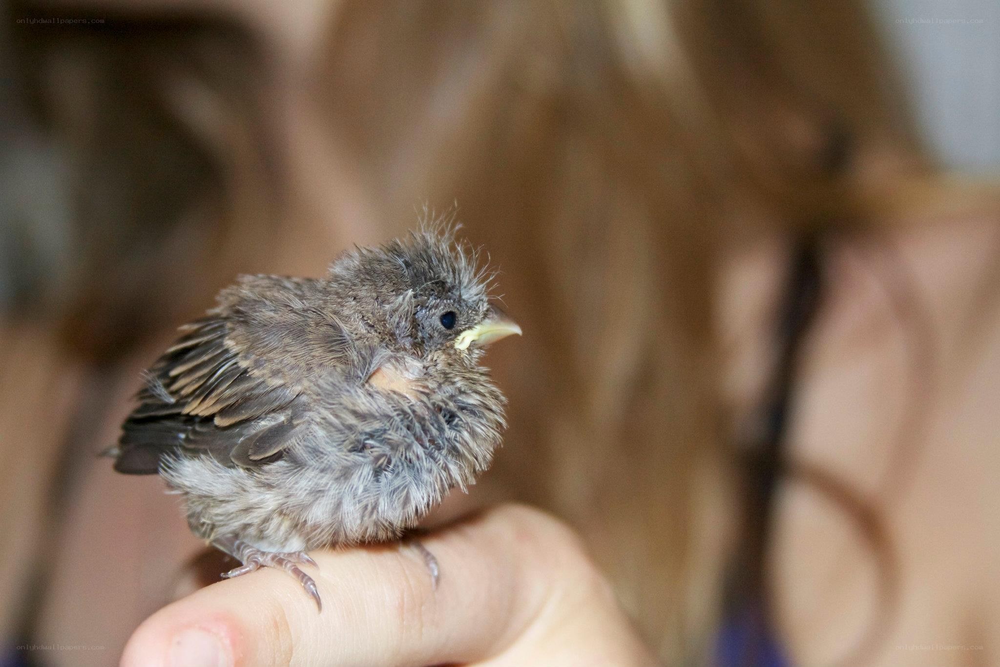 Baby bird on a finger