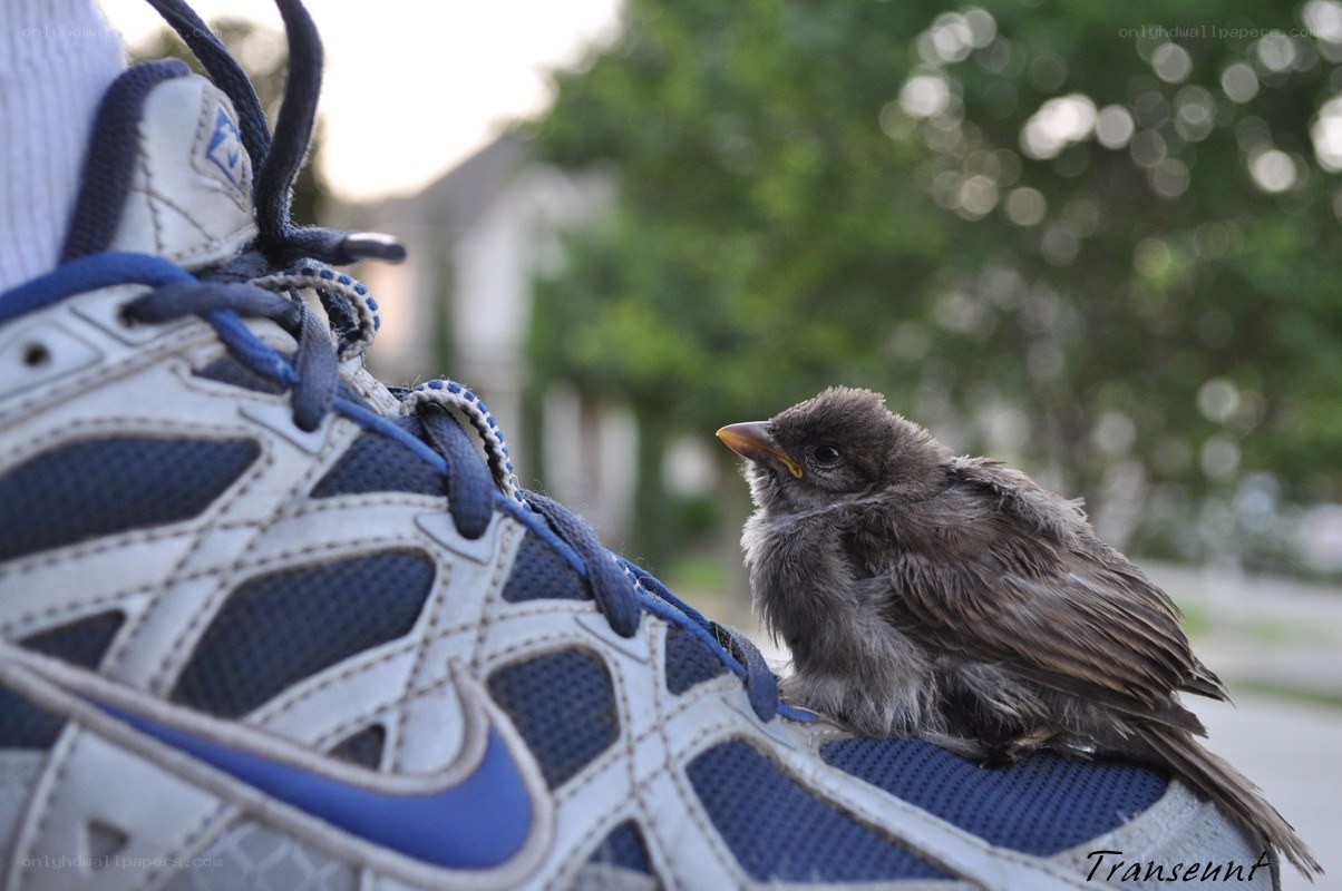 Baby bird on a sneaker