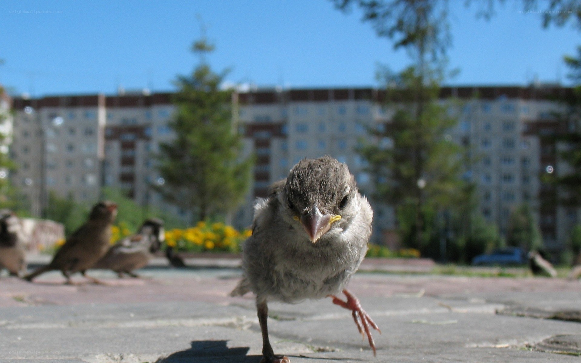 Baby bird on pavement
