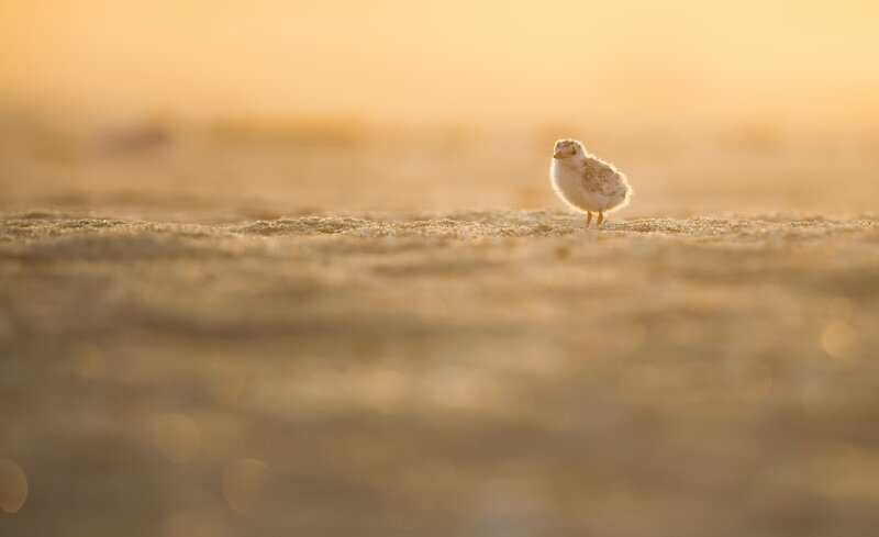 Baby Bird on Sand
