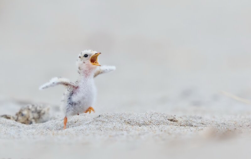 Baby Bird on Sand — White