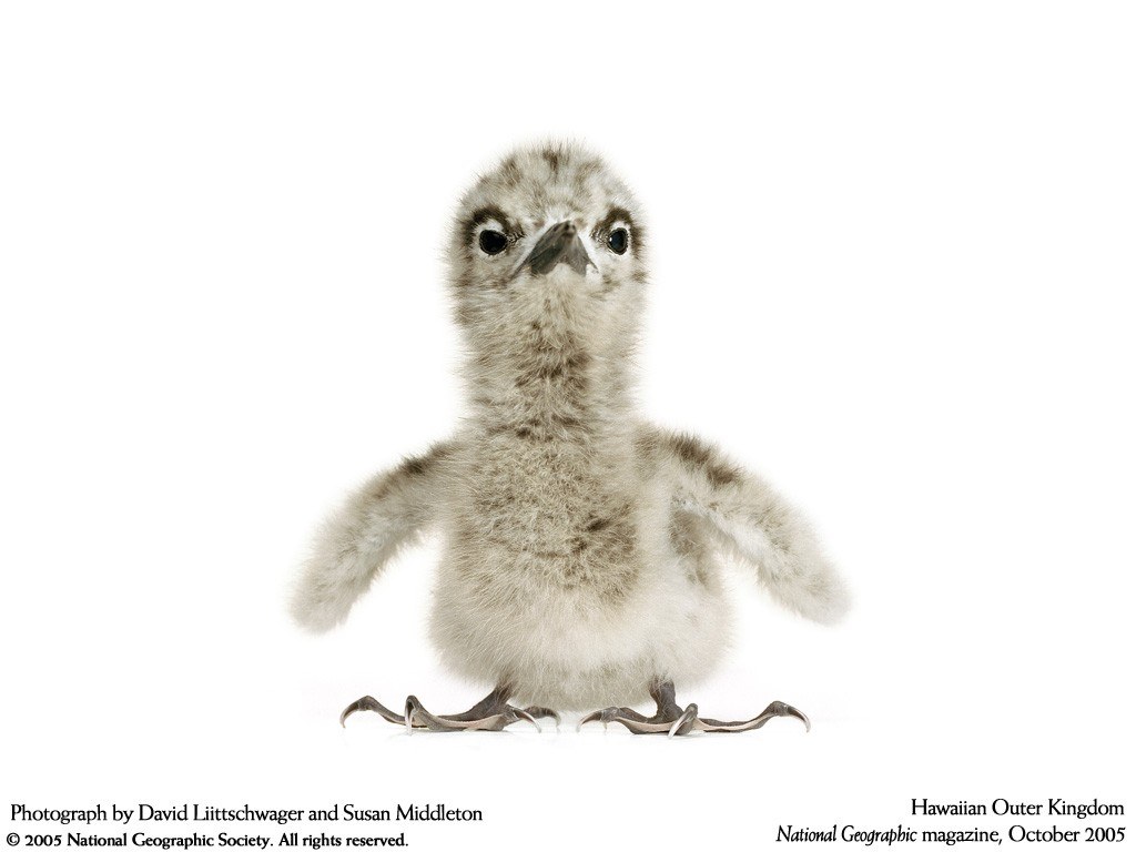 Baby bird on white background