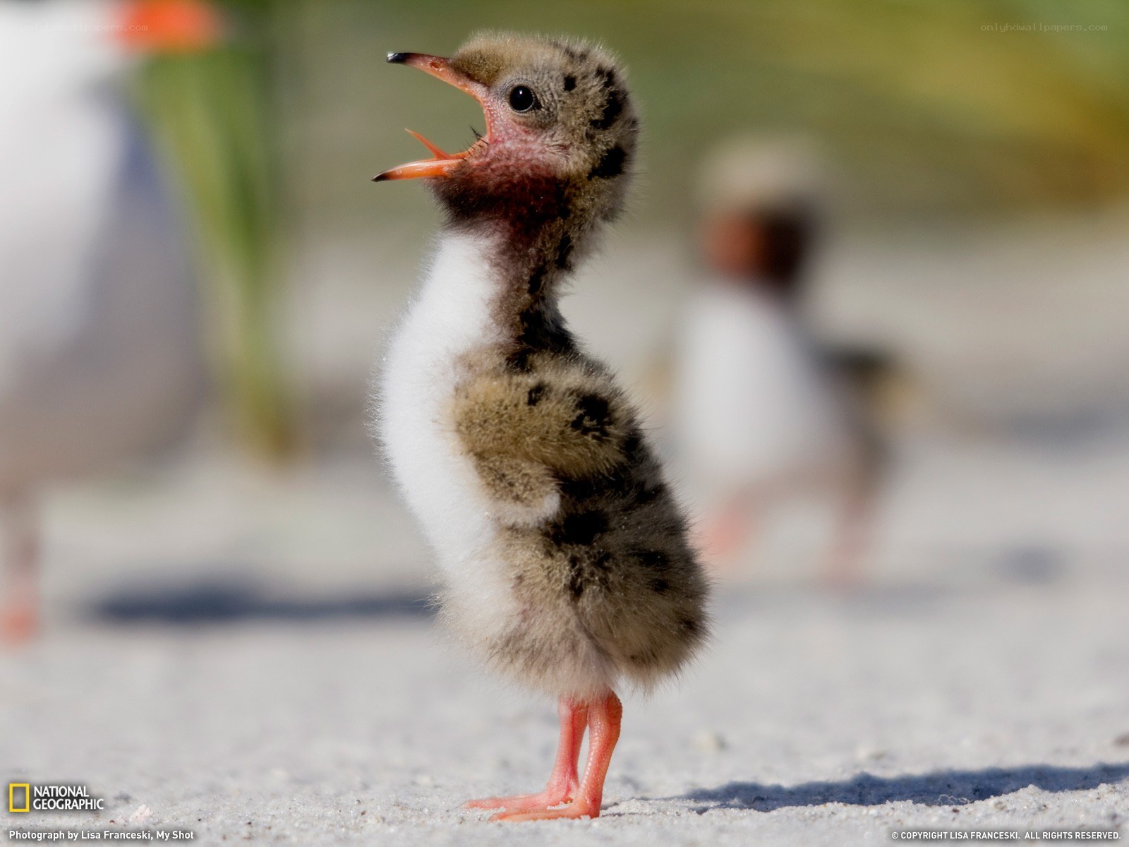 Baby bird with open beak