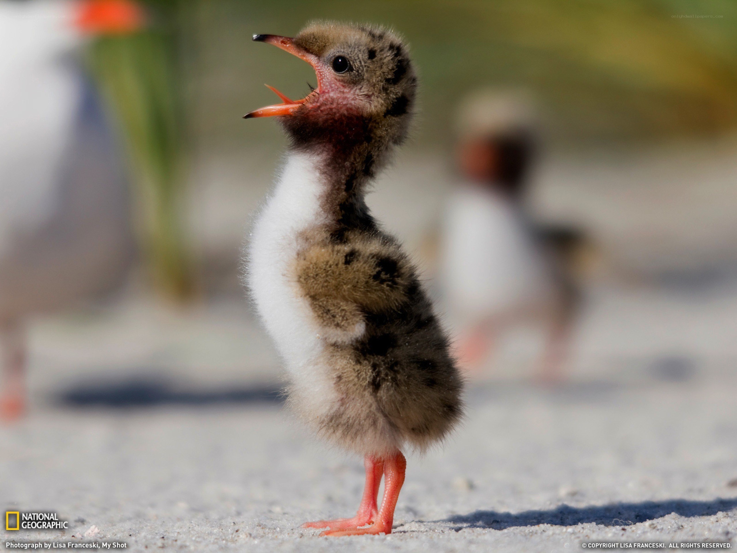 Baby bird with open beak