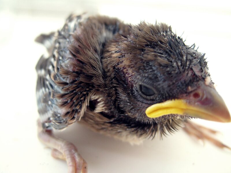 Baby Bird with Yellow Beak