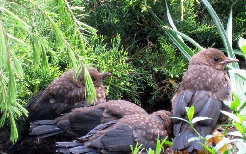 Baby birds in a bush