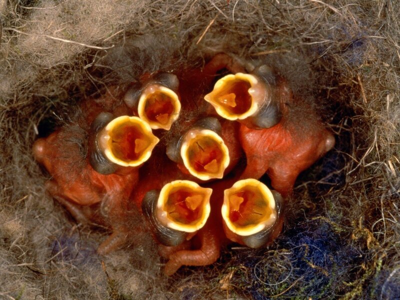 Baby birds in a nest