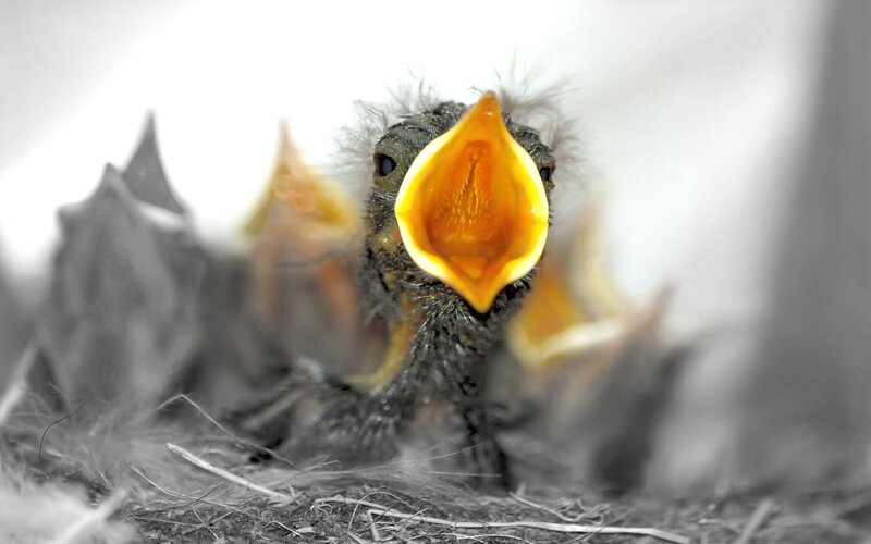 Baby birds in a nest