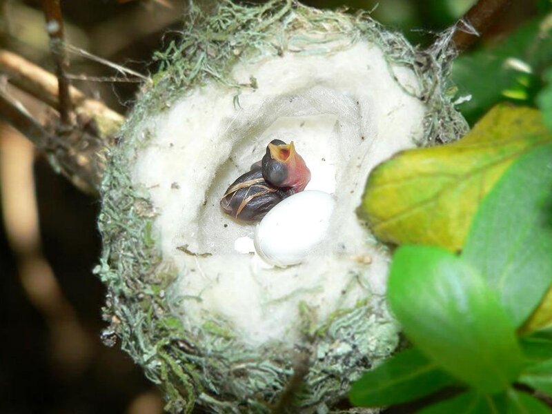 Baby birds in a nest