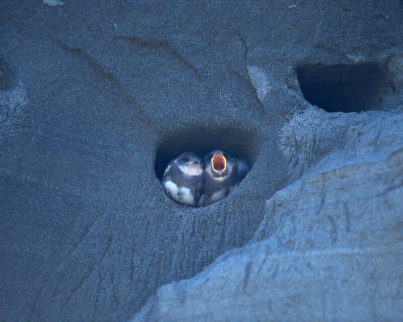 Baby birds in a nest