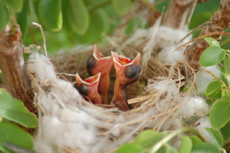 Baby birds in a nest