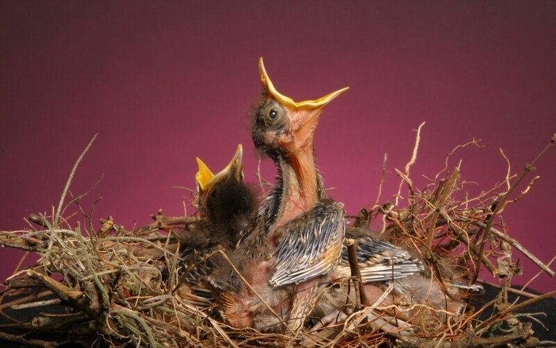 Baby birds in a nest