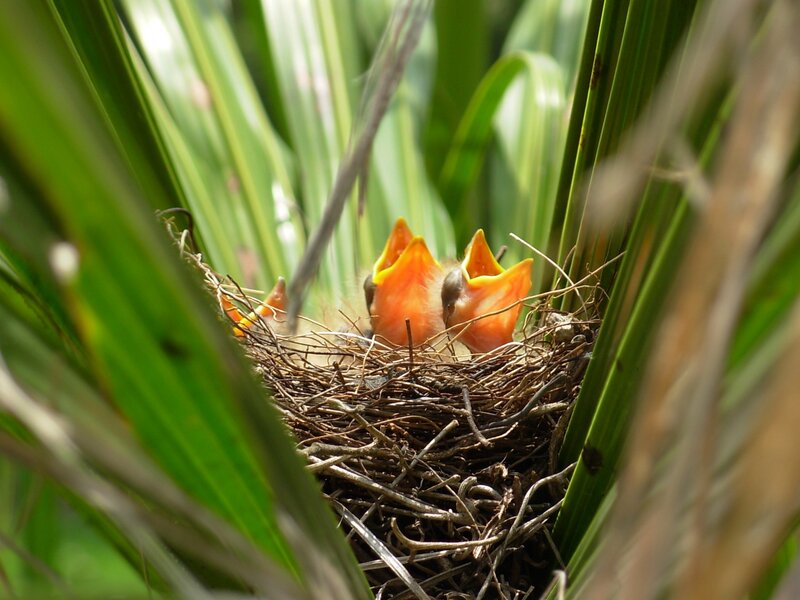 Baby birds in a nest