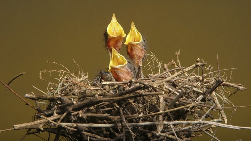 Baby birds in a nest