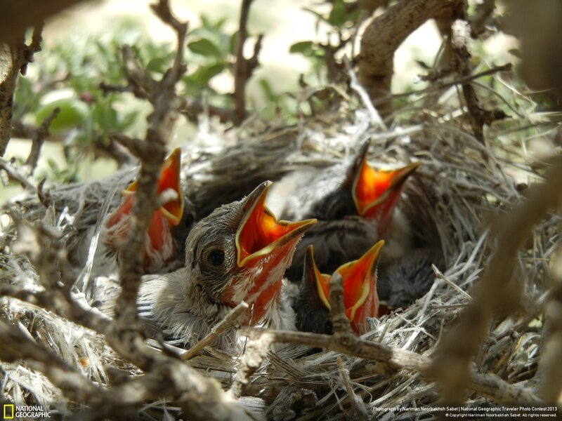 Baby birds in a nest