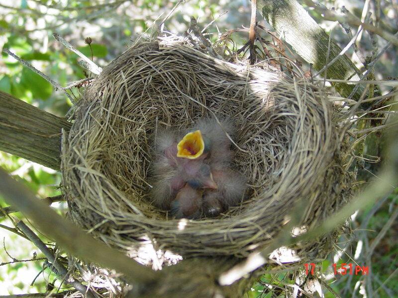 Baby birds in a nest