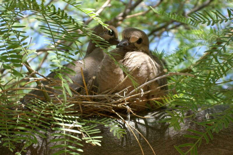 Baby birds in a nest