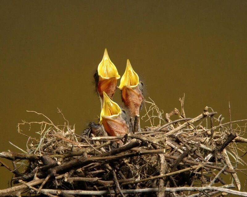 Baby birds in a nest