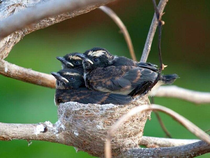 baby birds in a nest