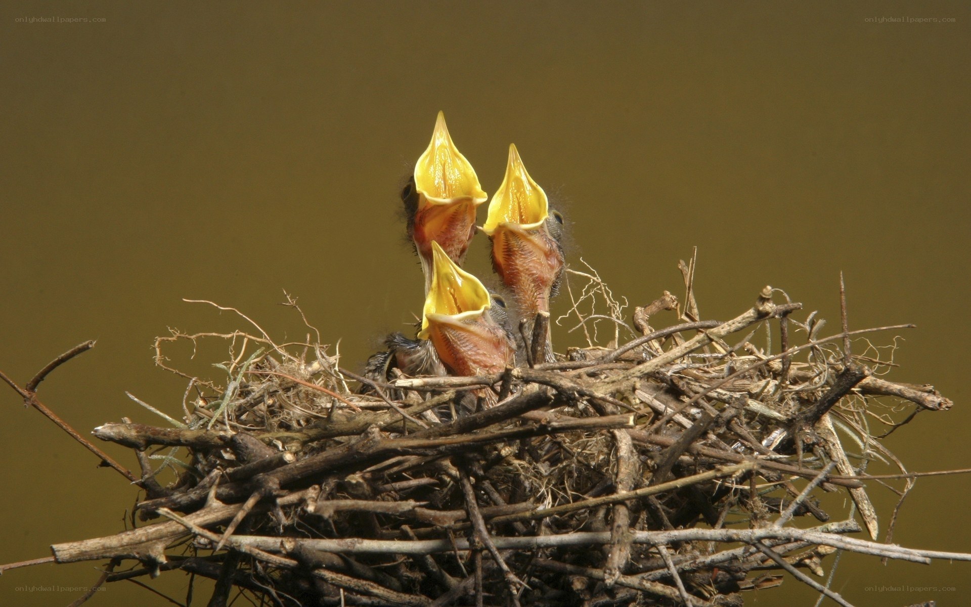 Baby birds in a nest