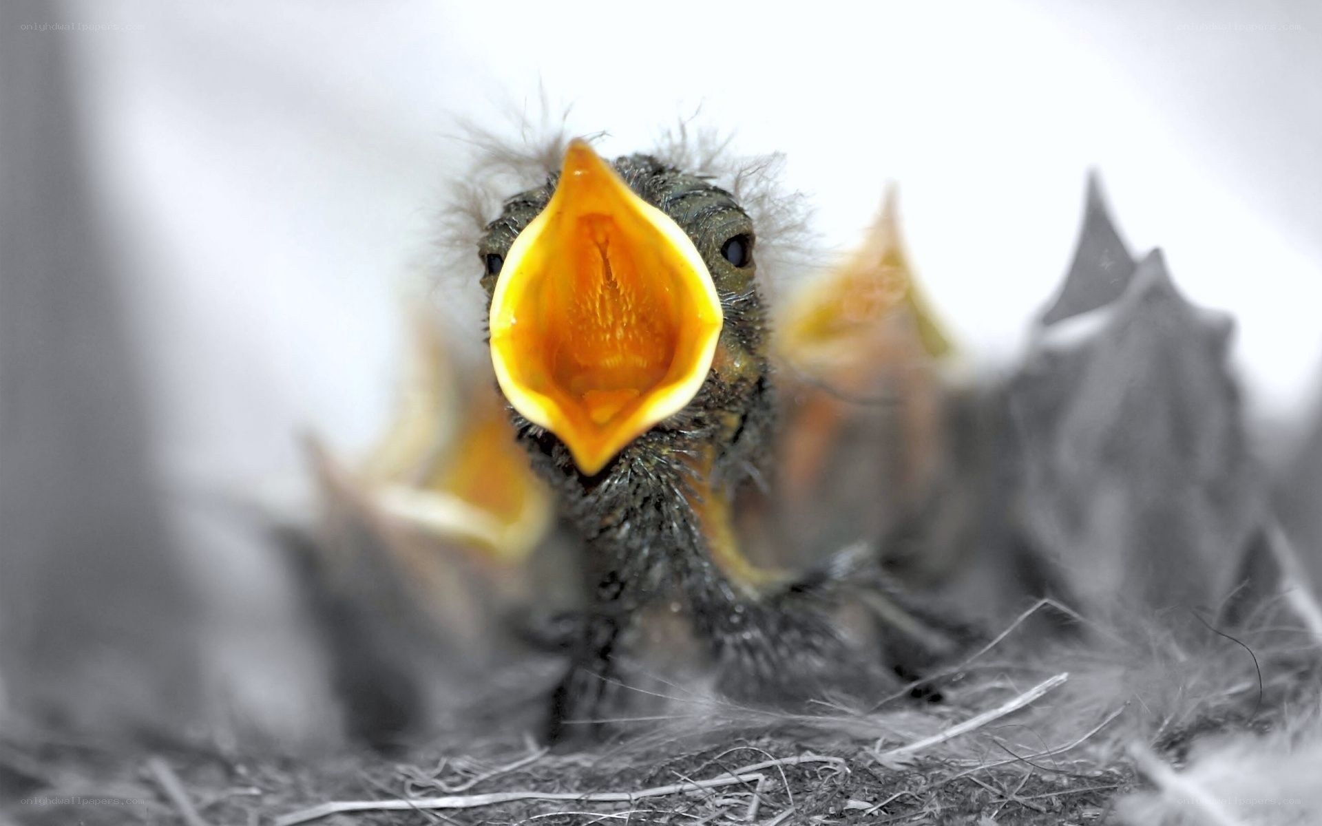 Baby birds in a nest