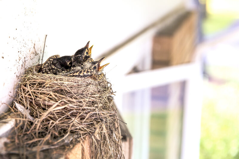 Baby birds in a nest