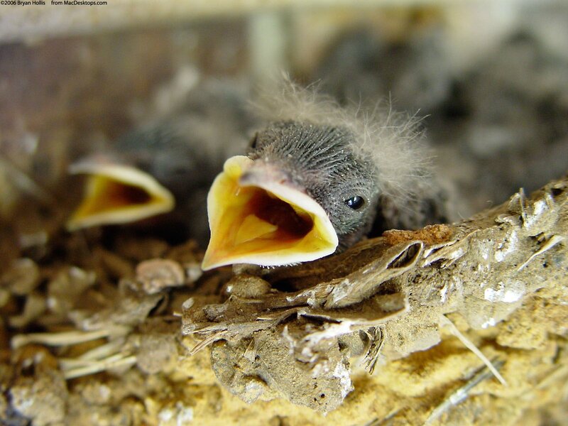 Baby birds in a nest