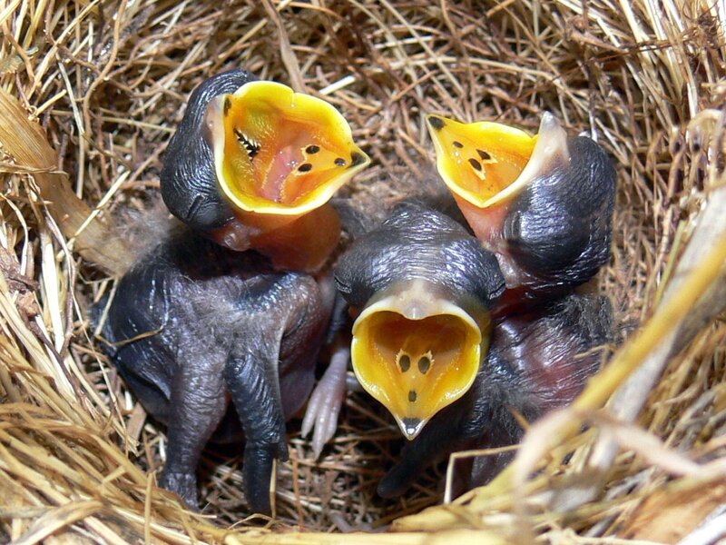 baby birds in a nest