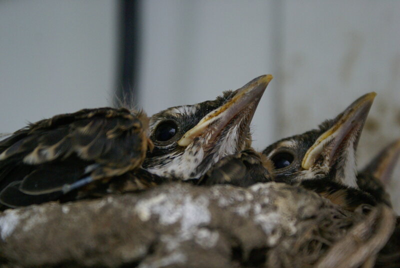 baby birds in a nest