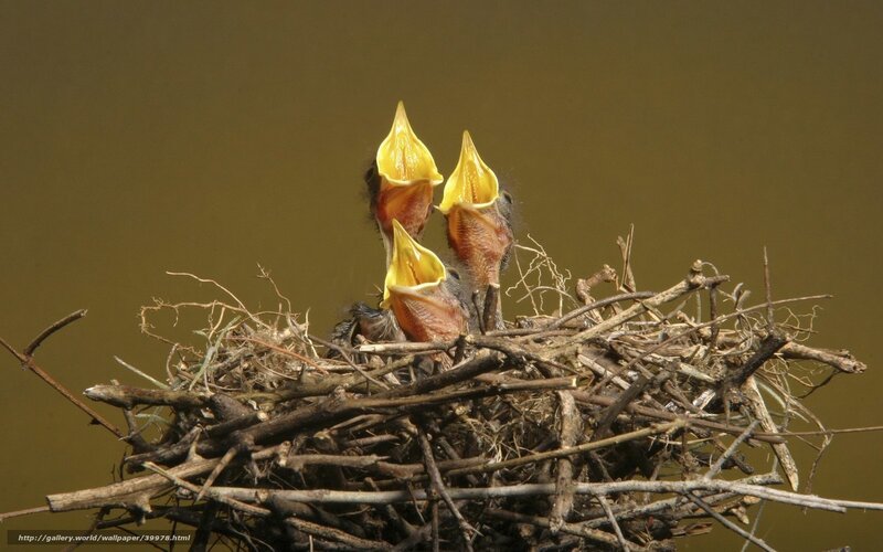Baby birds in a nest