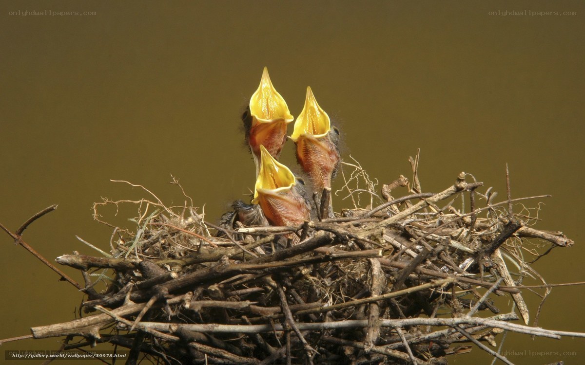 Baby birds in a nest