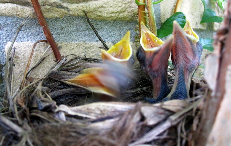 Baby Birds in Nest — Brown, Natural, Morning, Photograph, Plant