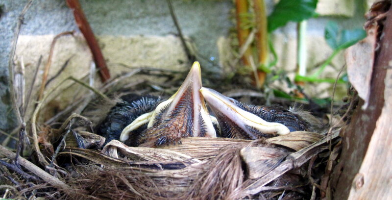 Baby Birds in Nest — Brown, Natural, Photograph, Beaks
