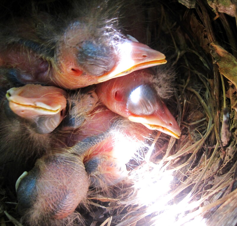Baby Birds in Nest — Brown, Natural, Photograph, Chick