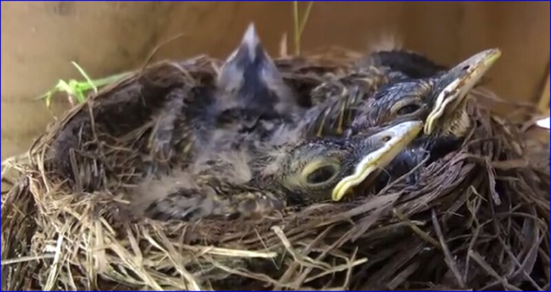 Baby Birds in Nest — Brown, Natural, Photograph