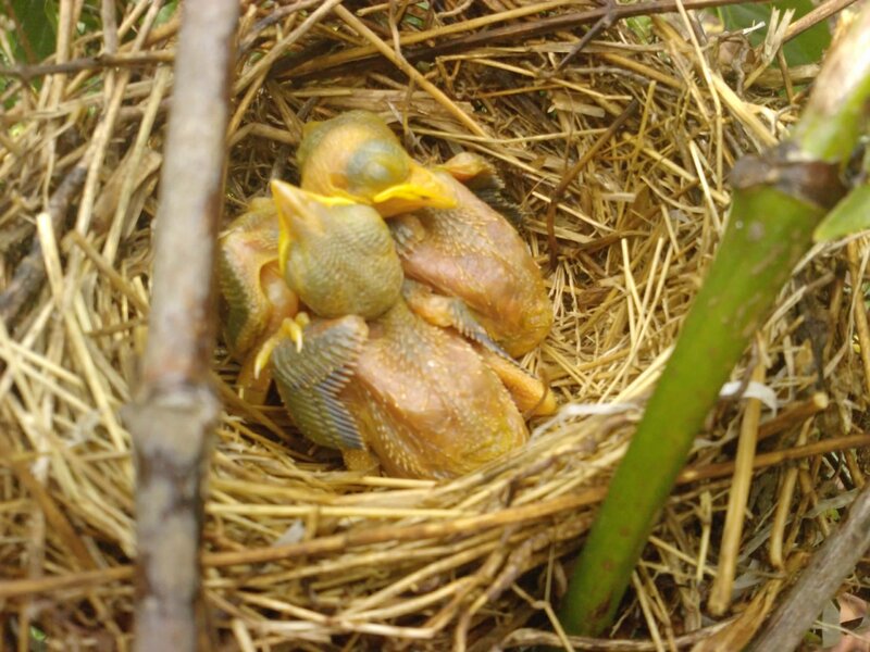 Baby Birds in Nest — Brown, Natural