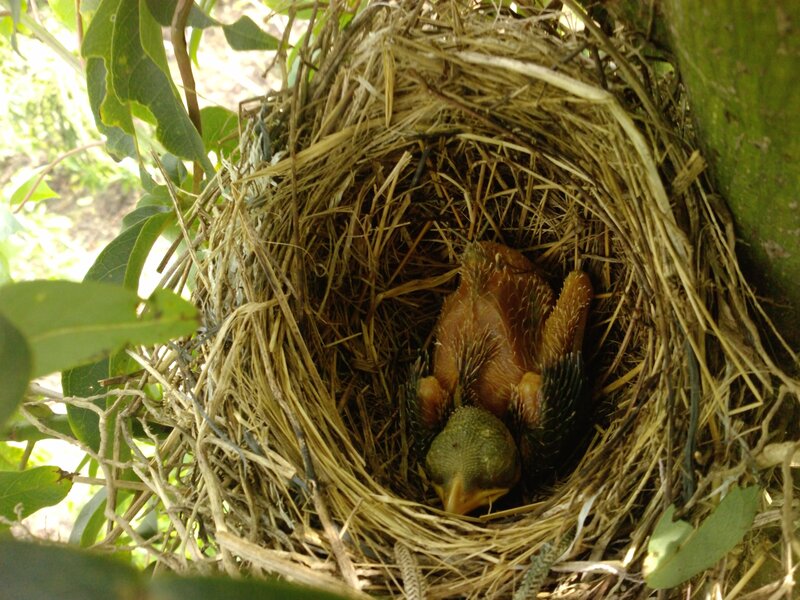 Baby Birds in Nest — Brown