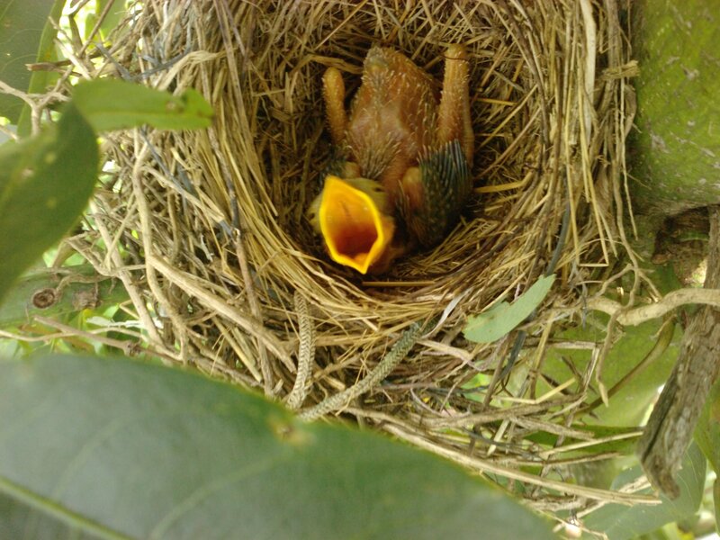 Baby Birds in Nest — Green
