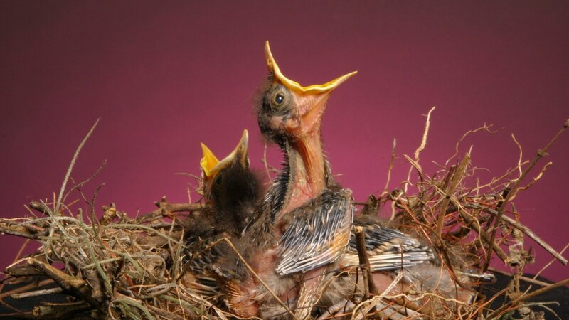 Baby Birds in Nest — Purple
