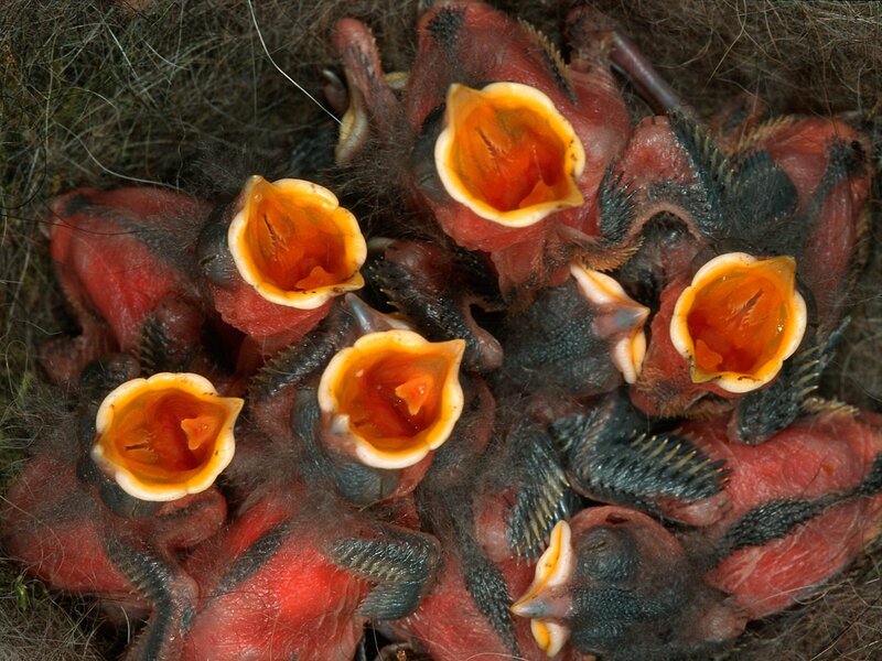 Baby Birds in Nest — Red