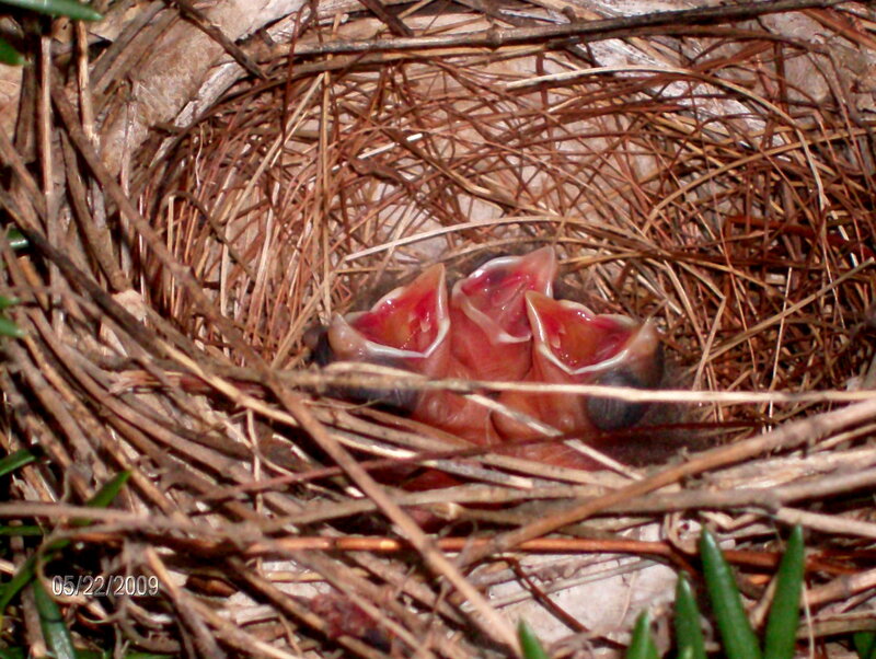 Baby Birds in Nest