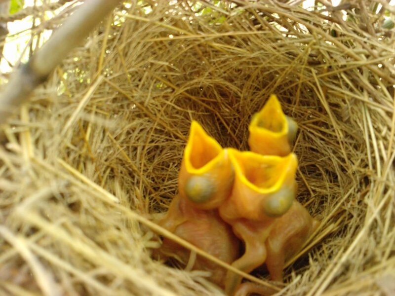 Baby Birds in Nest — Yellow