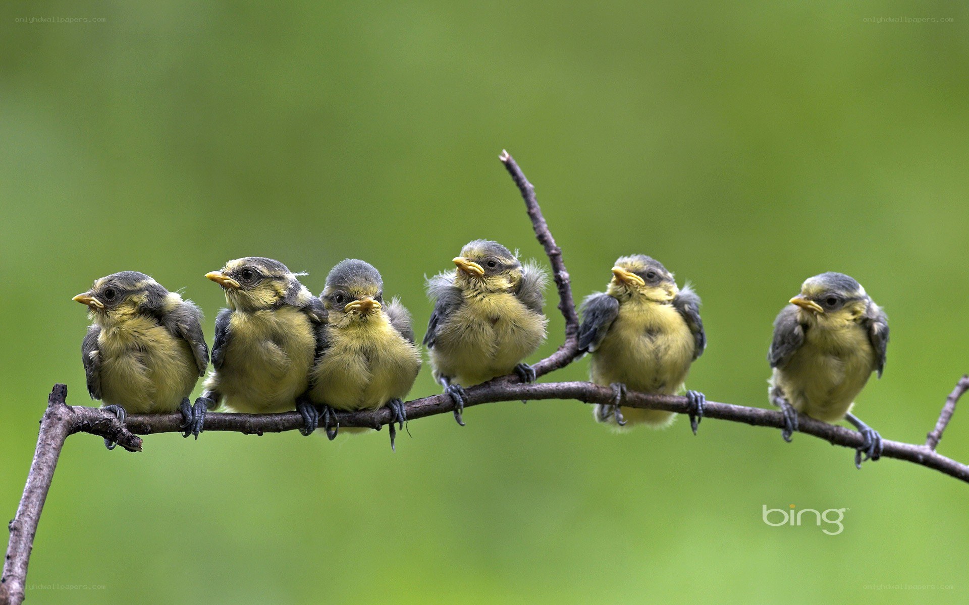 Baby birds on a branch