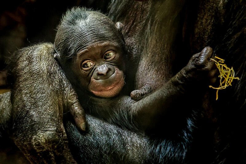 Baby Bonobo Clinging