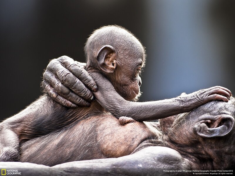 Baby bonobo clinging to mother
