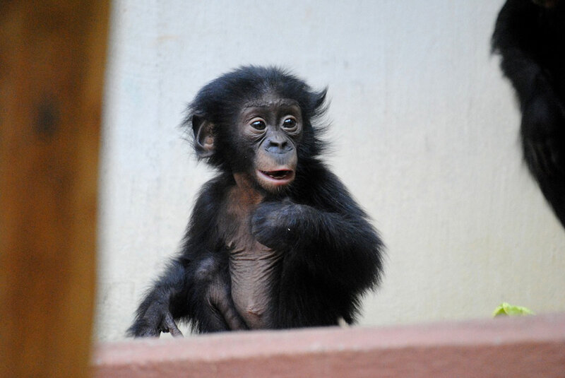 Baby Bonobo Monkey