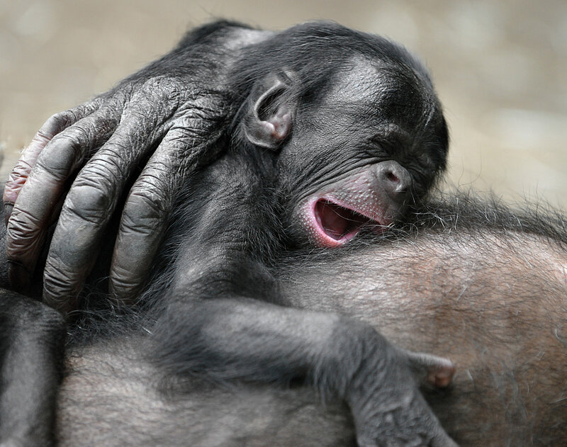 Baby Bonobo Sleeping