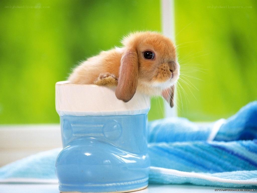 Baby bunny in a boot
